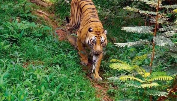 Echanting Kerala - Activity & Sightseeing