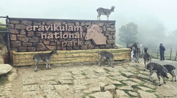 Eravikulam national park