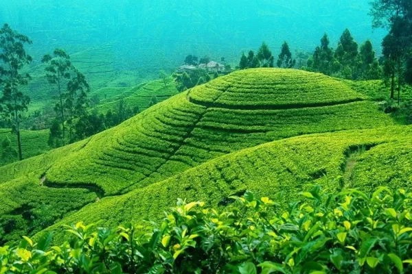 Tea Garden
