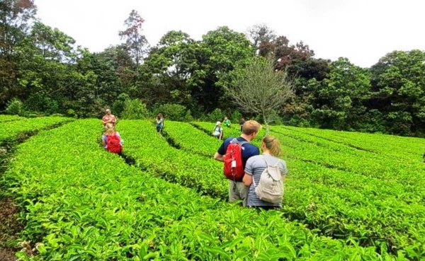 Spice Plantation
